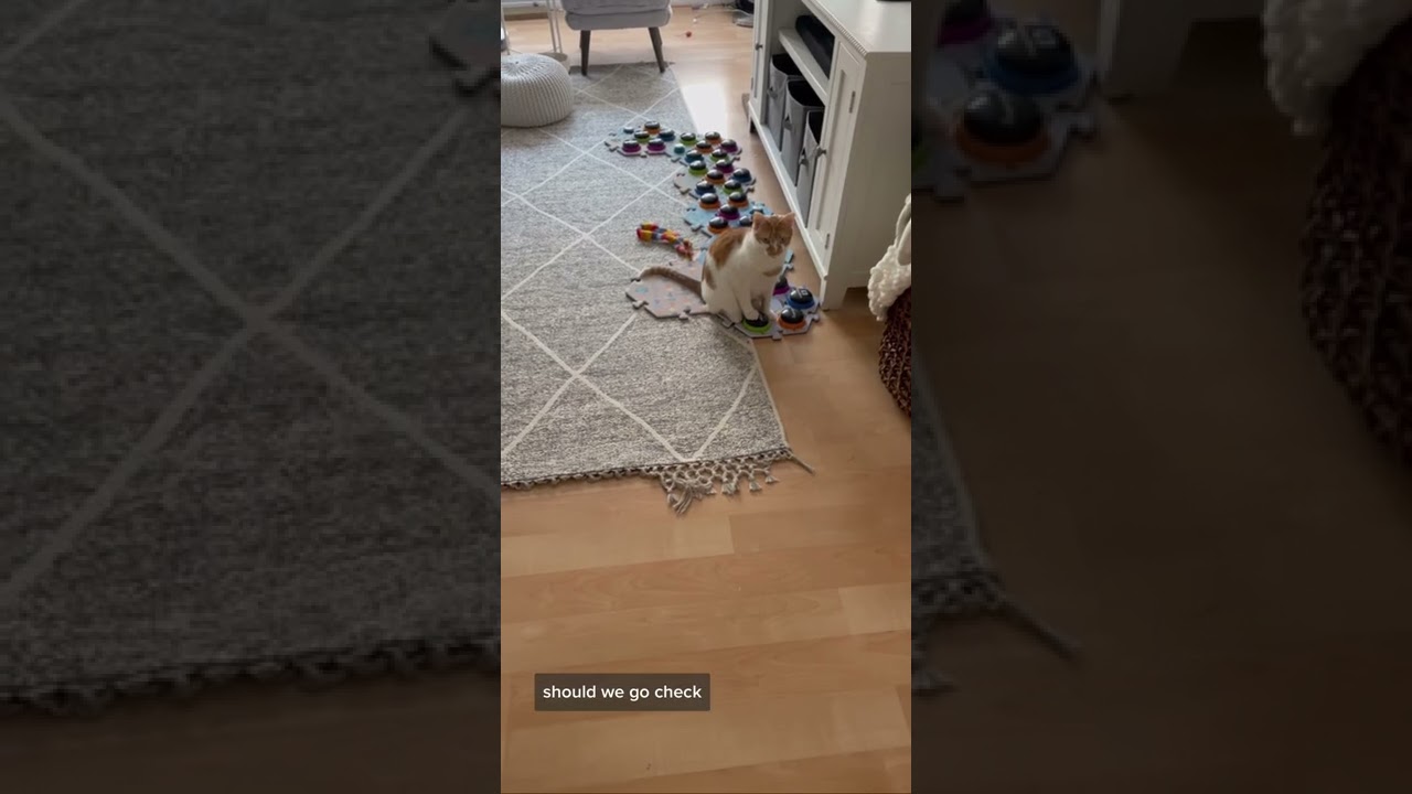 My Cat, The Poop Master | CatManJohn