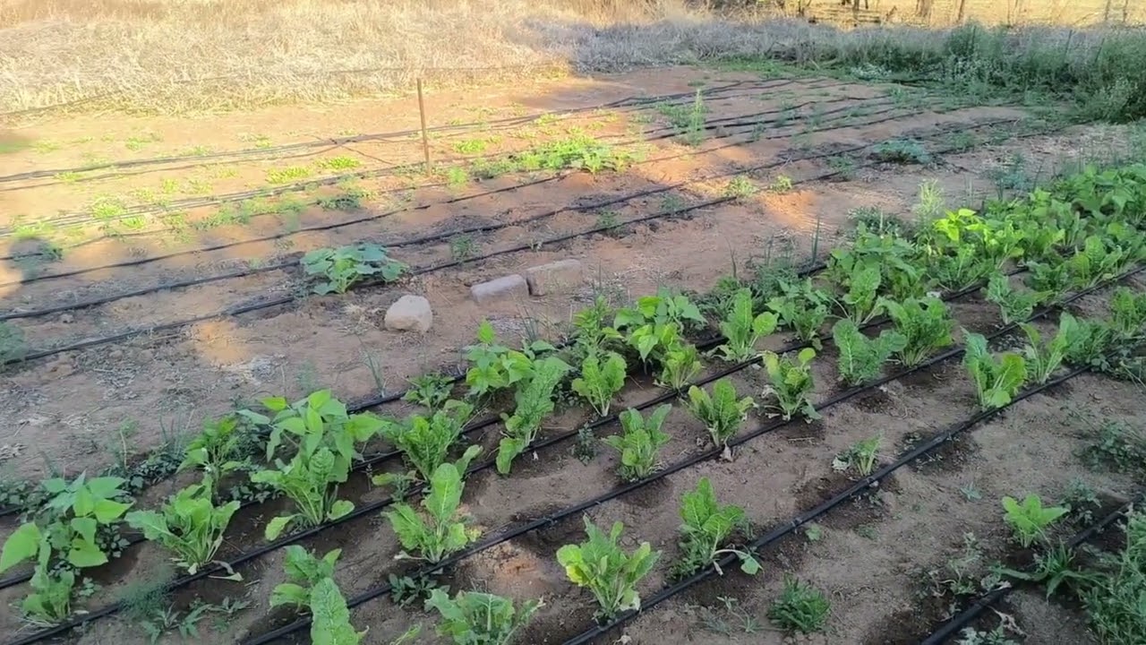 VLOGTOBER Day 5. Row Weeding for the next planting. 