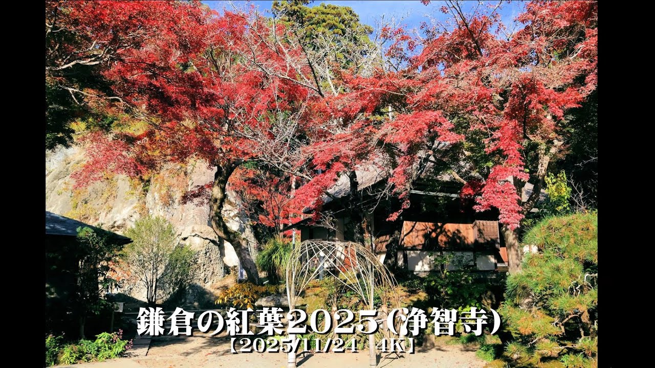 20251124鎌倉の紅葉2025（浄智寺）【４Ｋ】