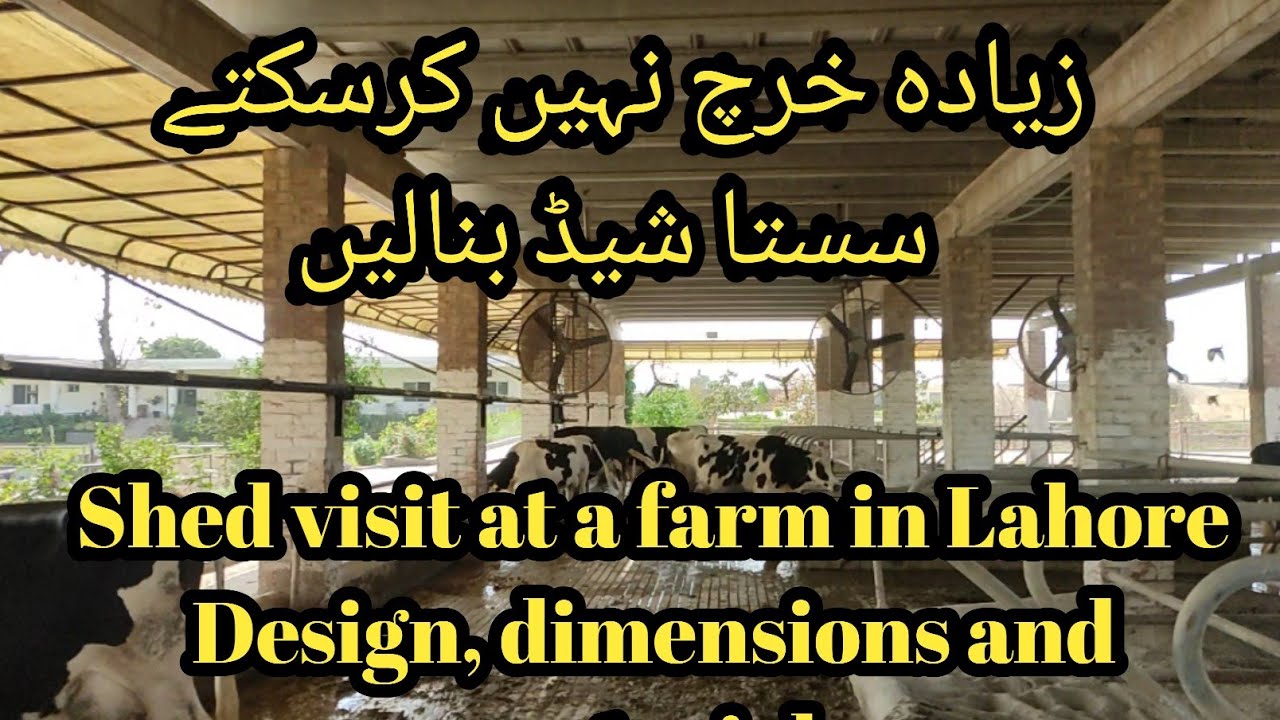 Cheep shed for dairy animals II Shed design for dairy animals II Cheep design of shed for dairy cows