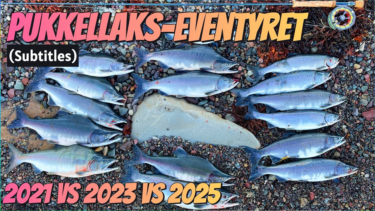 Приключение горбуши - 2021 против 2023 против 2025