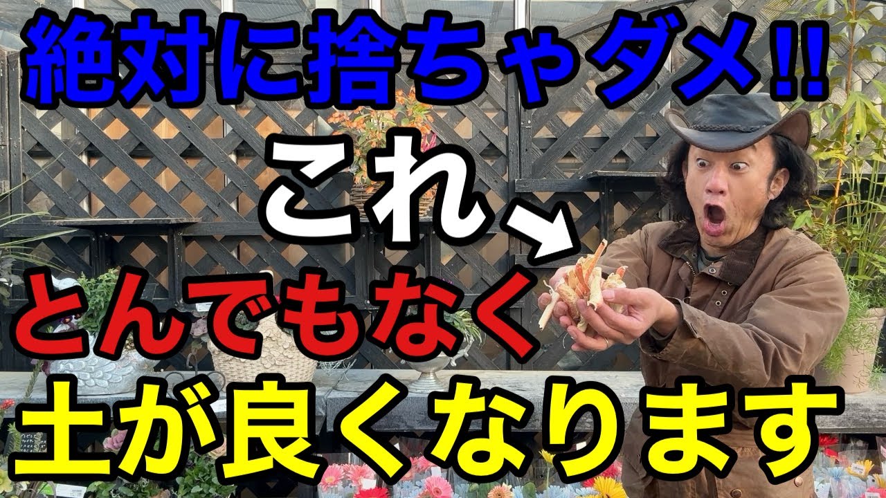 【ちょっと待った！】これ植物の病気を防ぐとんでもない効果があります　　　　　　　【園芸】【ガーデニング】【初心者】
