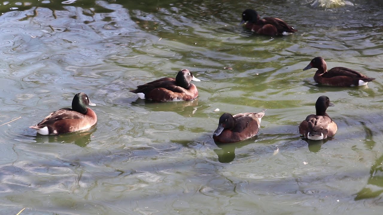Baer's pochard kinked-neck call and head-throw display