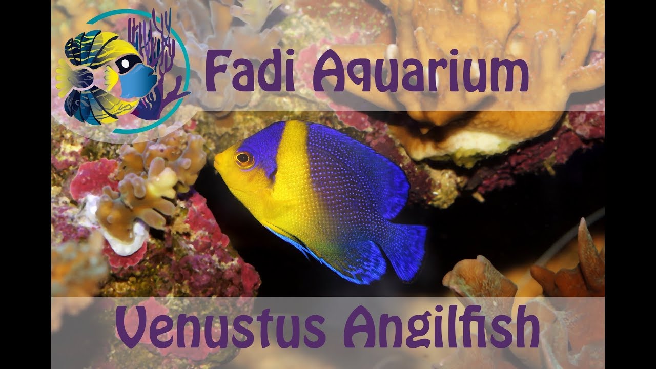 Venustus Angelfish (Paracentropyge venusta)| Fish Spotlight