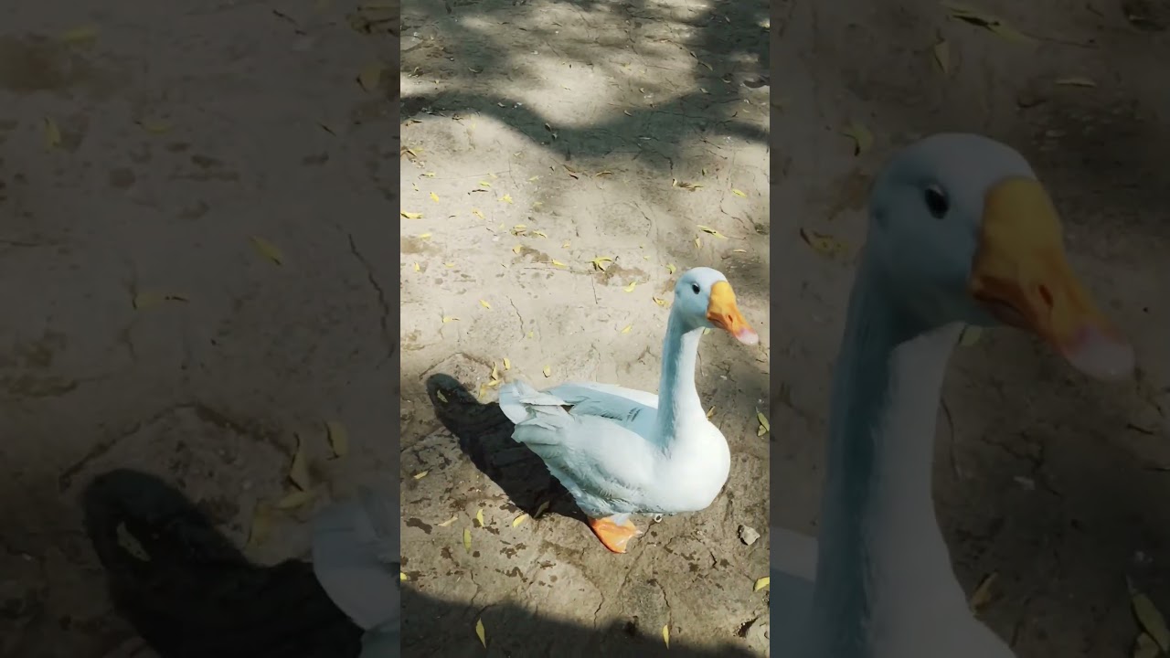 duck 🦆 dick 