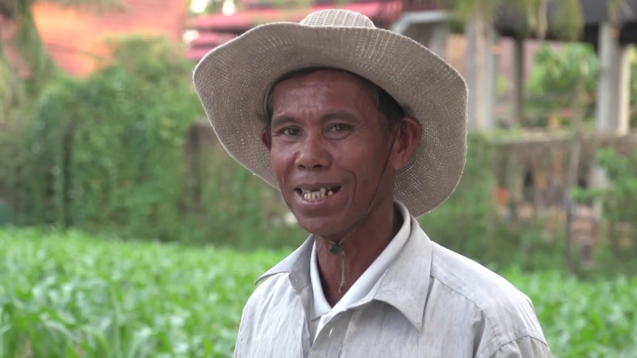 របៀបដាំពោតផ្អែម Sweet corn growing (Upload by Chanthou)