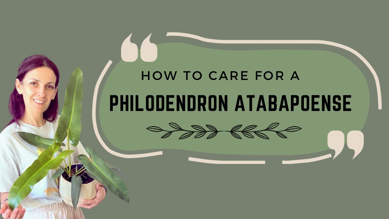 Philodendron Atabapoense Plant Care Guide: Tips for Growing and Maintaining #plantcare