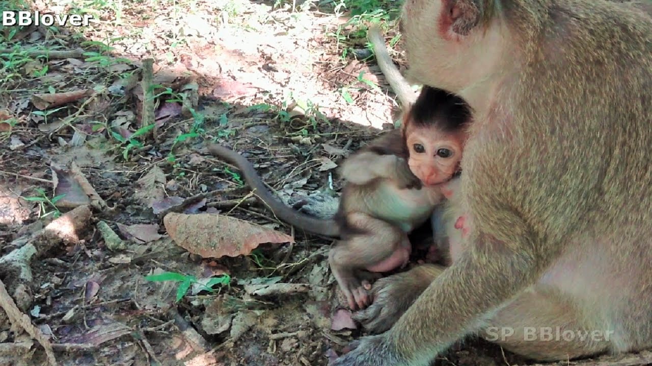 Monkey And Baby 19 - Baby SweetPea Relax Naughty Walk