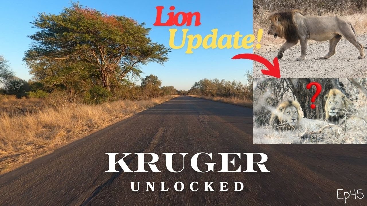 Lion News & Updates : Gomondwane male Split-Nose still missing!?