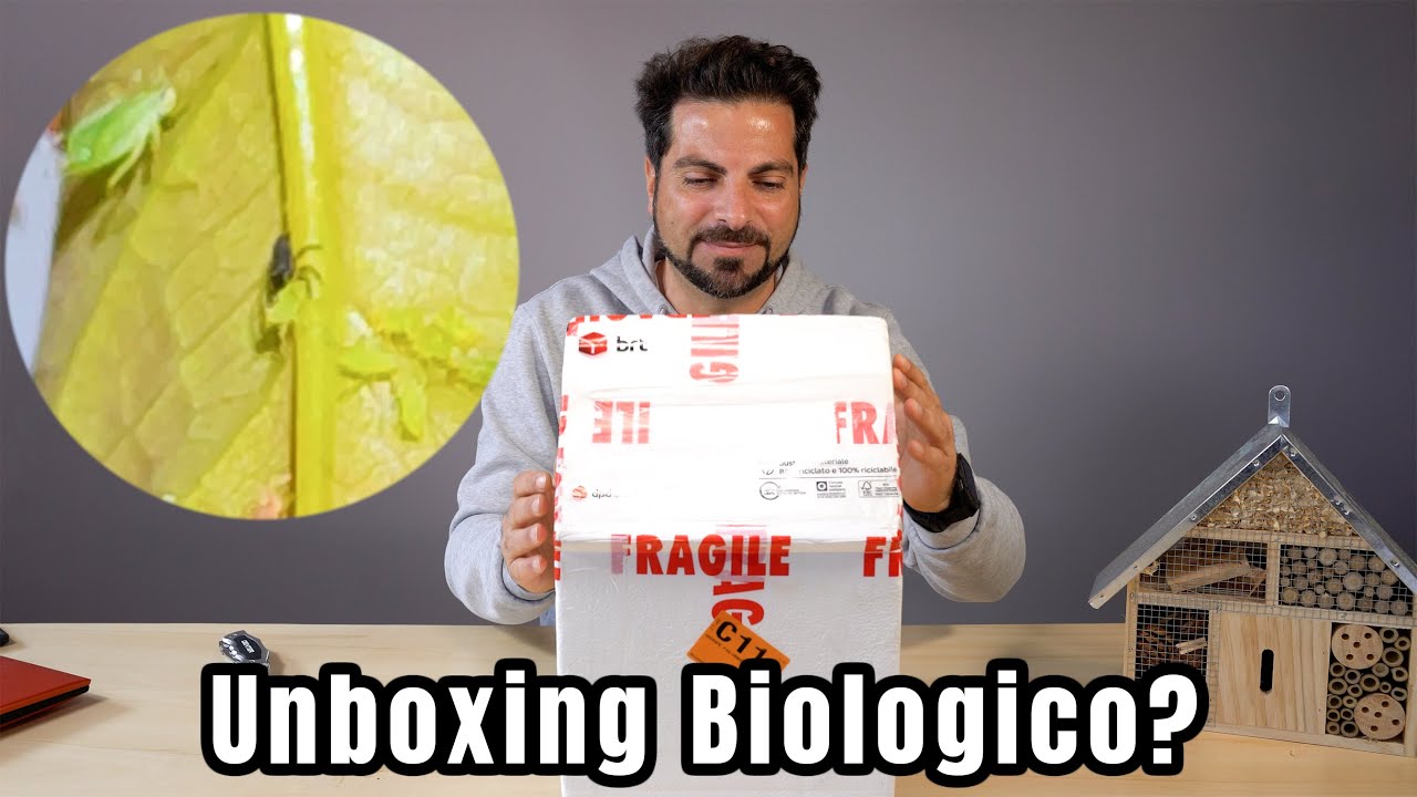Ho comprato delle Larve di Coccinella! Ecco a cosa servono!