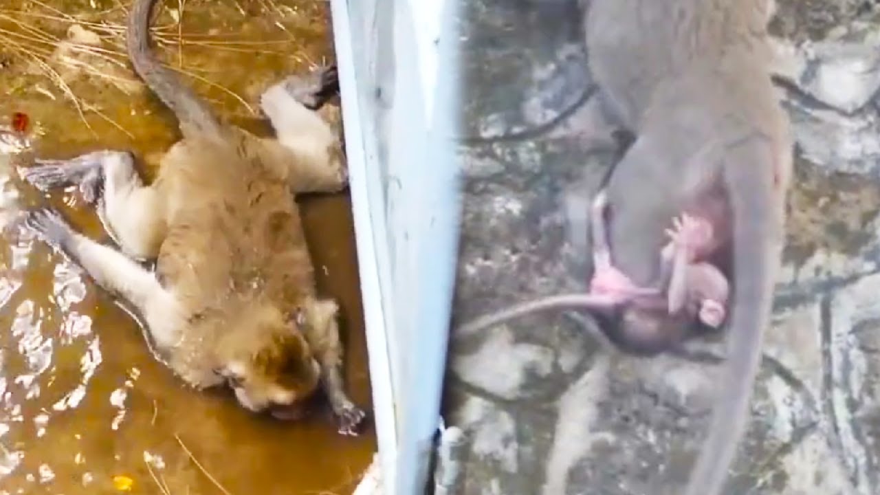 The monkey fell from a tall tree, can it be saved?