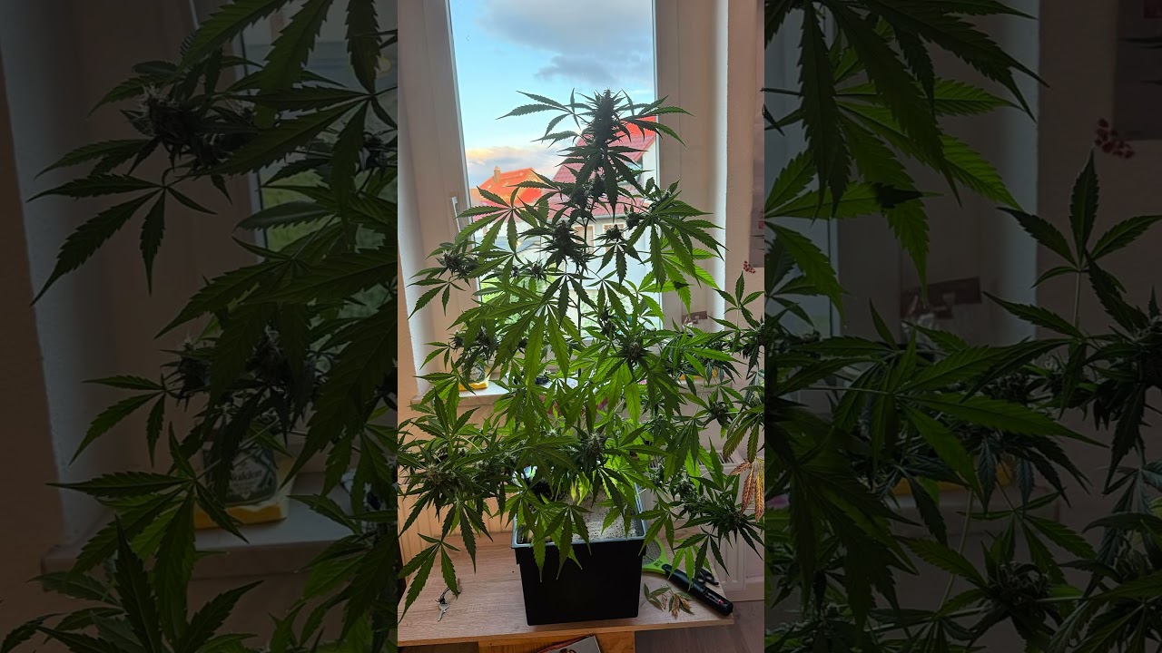 Royal Queen Seeds Royal Coockies Budget Grow