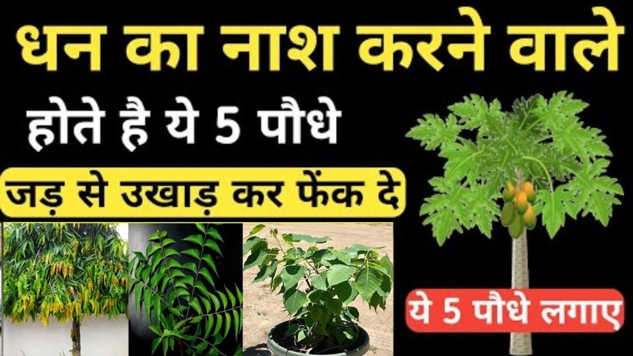 अगर खूब सारा पैसा कमाना है तो लगाओ ये 3 पौधे भिकारी भी हो जाता है करोड़पति