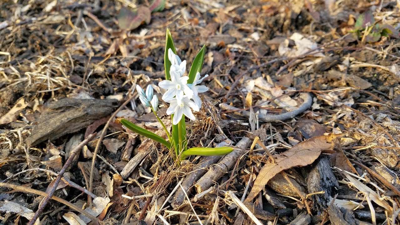 Puschkinia, also known as Striped Squill
