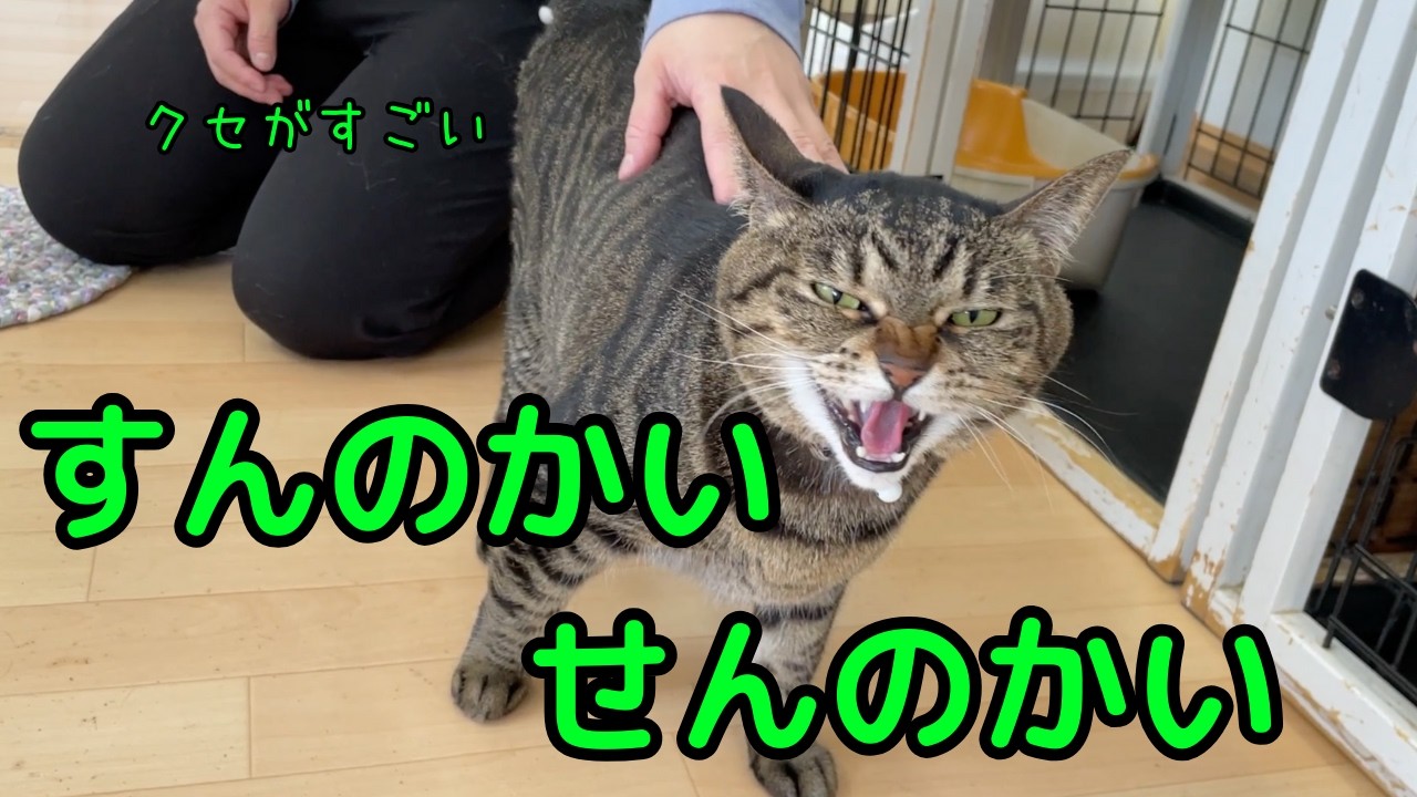 個性が爆発する猫→猫ホテルにやってきました