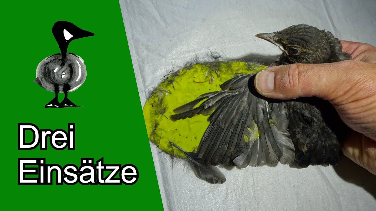 Drei Einsätze - Tiernotruf #171
