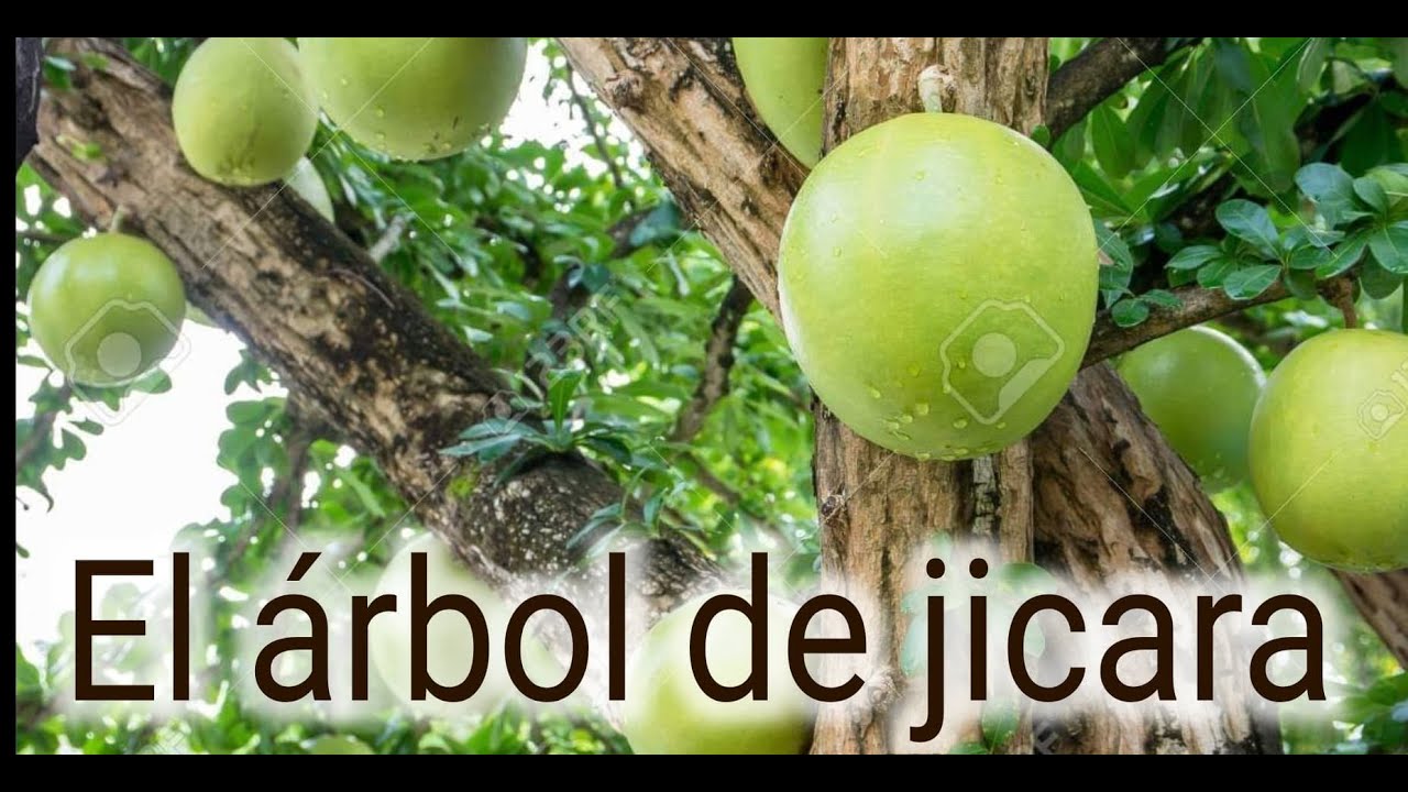 &iquest;CONOCES EL &Aacute;RBOL DONDE SE EXTRAE LA JICARA DE MADERA?