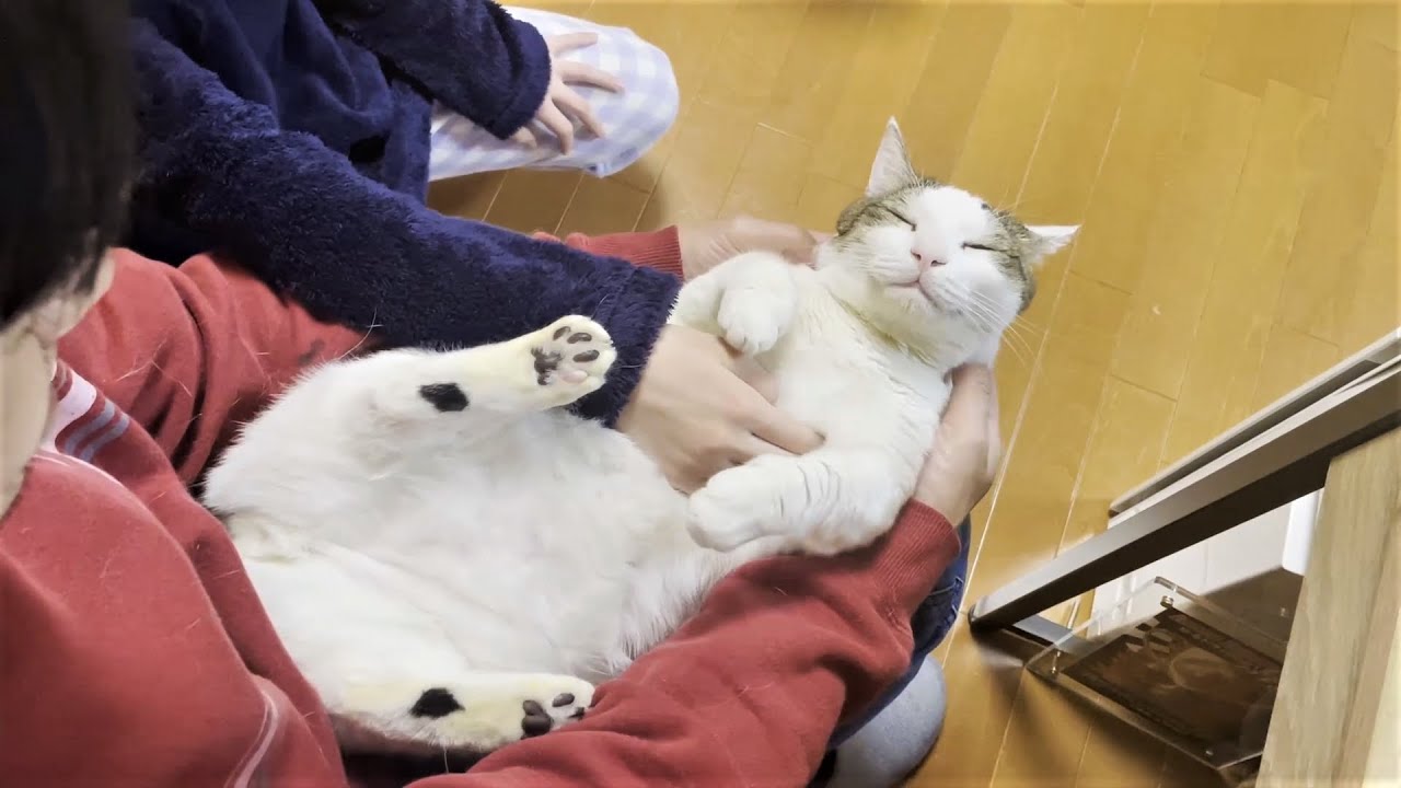 膝の上でヘソ天になるには少々無理があった猫