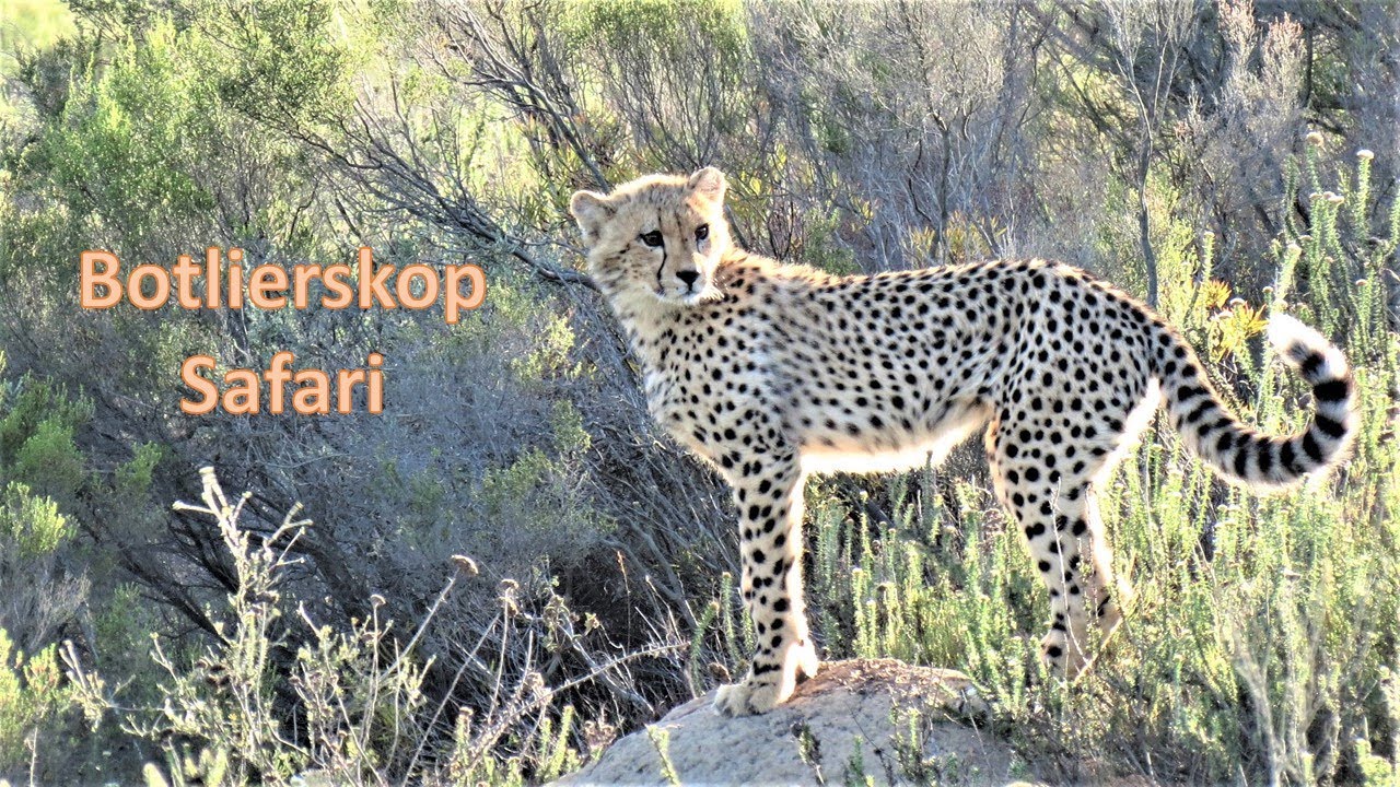 Botlierskop Private Game Reserve. Morning Safari. Jan 2023. HD.