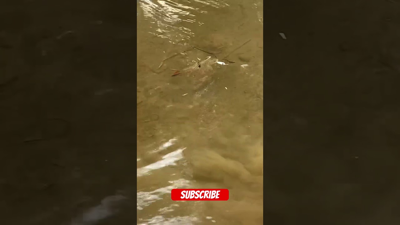 Rejeki pemancing bangun siang 