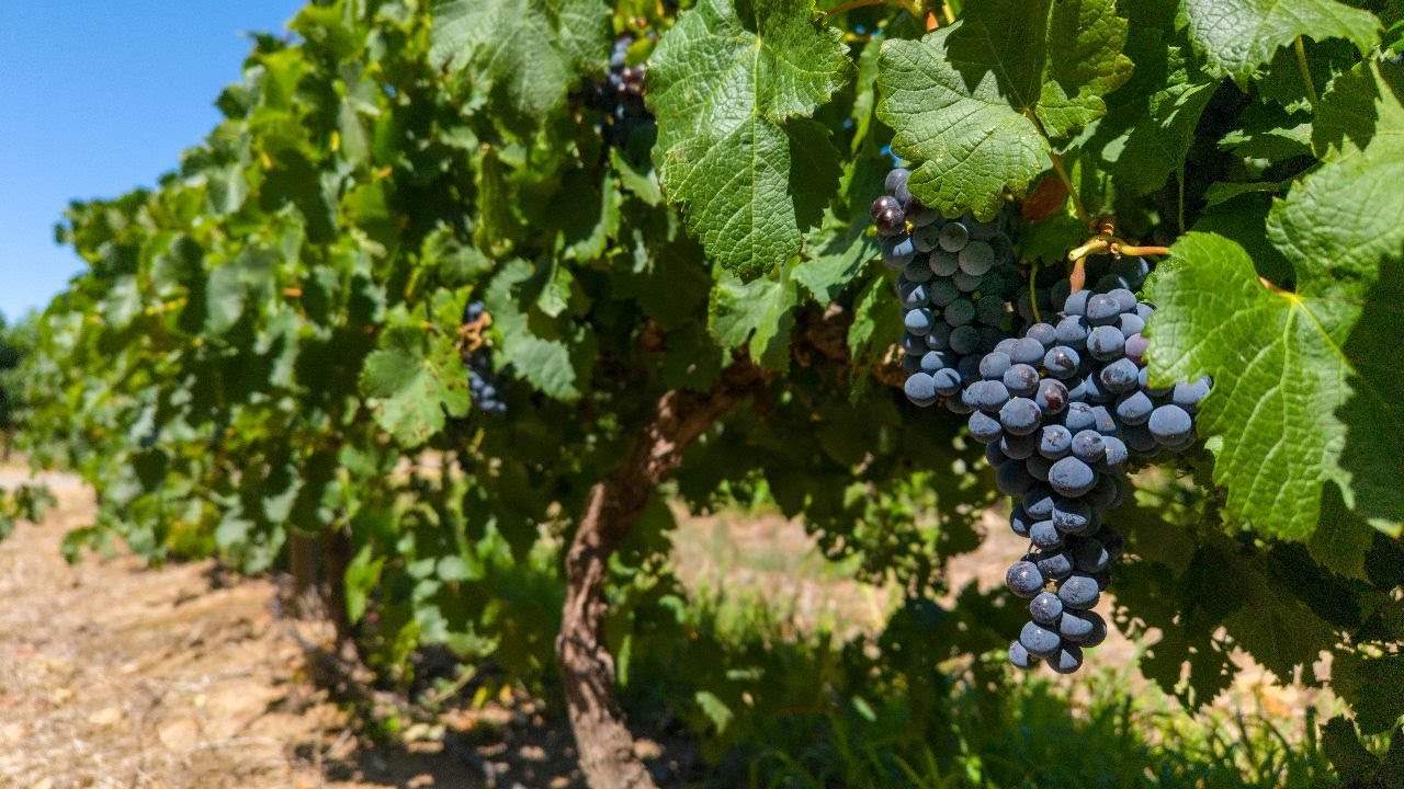 Beautiful 1,215-Hectare Wine & Lifestyle Farm for Sale | Ashton, Western Cape
