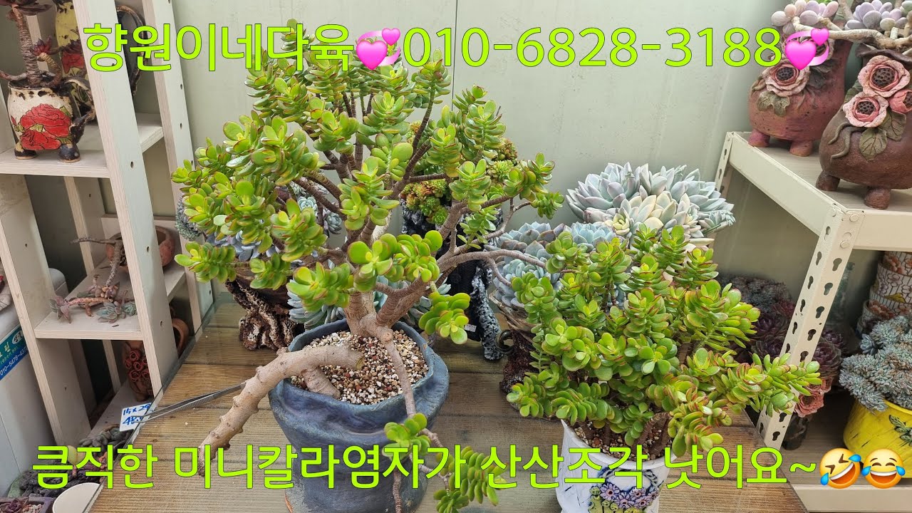(26.1.21.수)날씨가 많이 추워요~따뜻한 하루 보내세요~😆😁