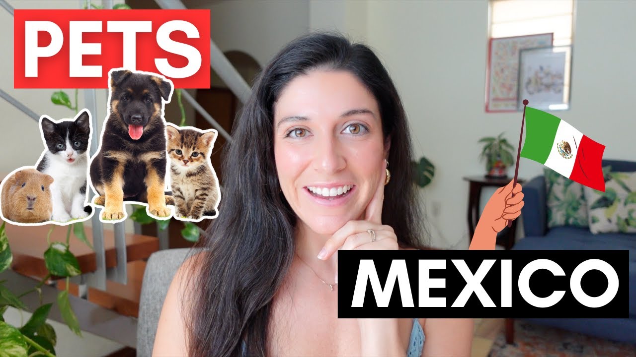 How to Avoid Quarantine When Traveling to Mexico With Pets