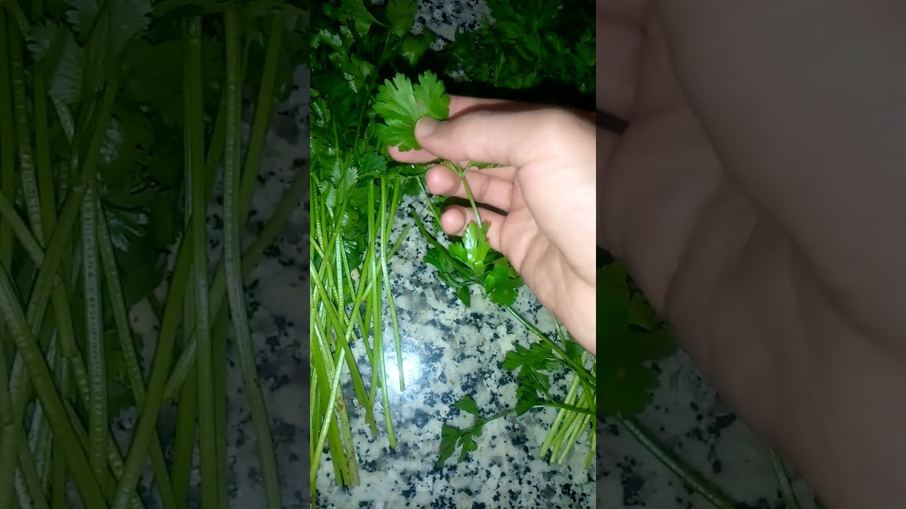 الفرق بين القصبر و معدنوس