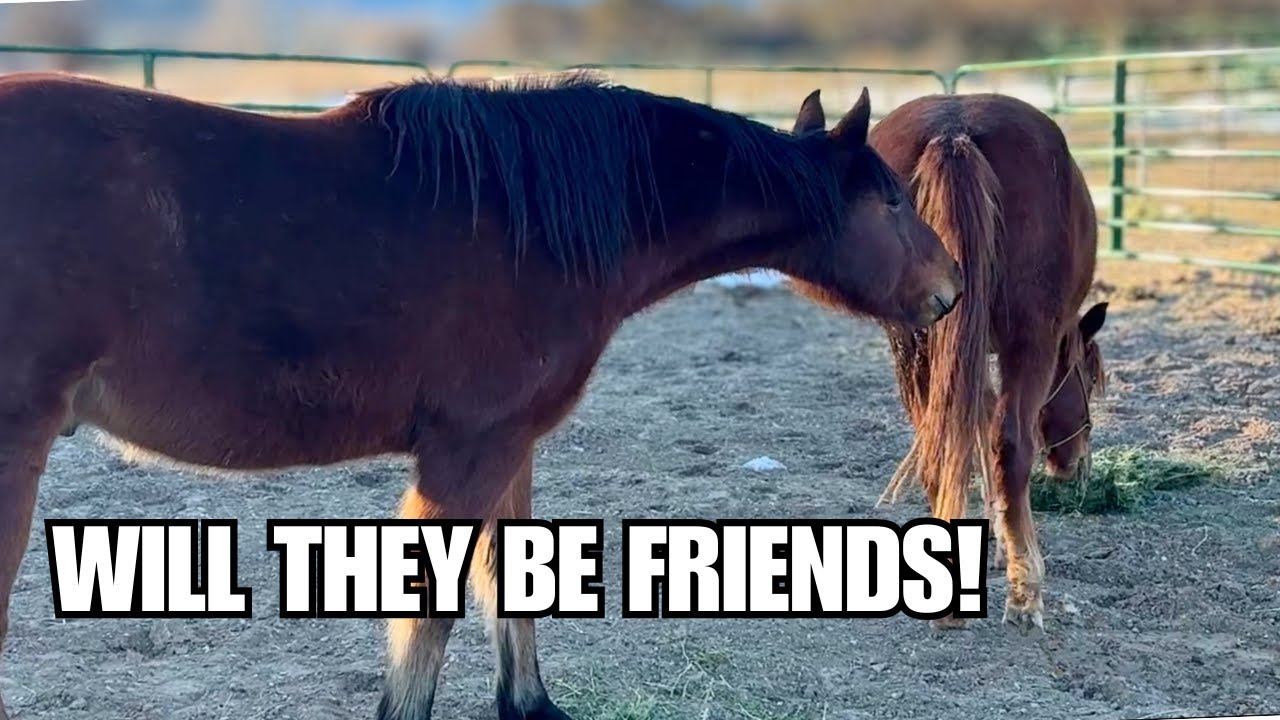 MUSTANG gets a new horse friend! ~ Sparkler week 11
