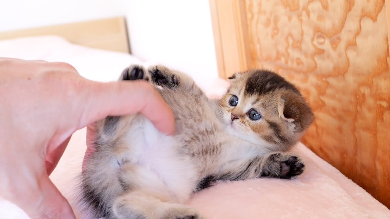 When you stroke a full kitten, it will do a cute belly button.