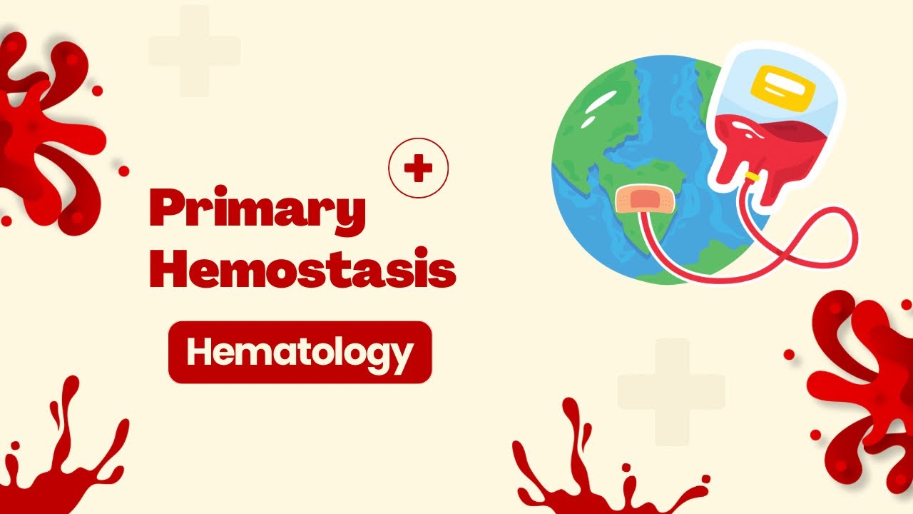 Primary hemostasis - شرح بالعربي