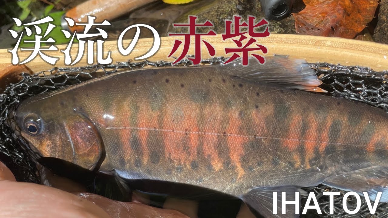 【岩手渓流ルアー】渓流シーズン終了間際で凄いの見た！
