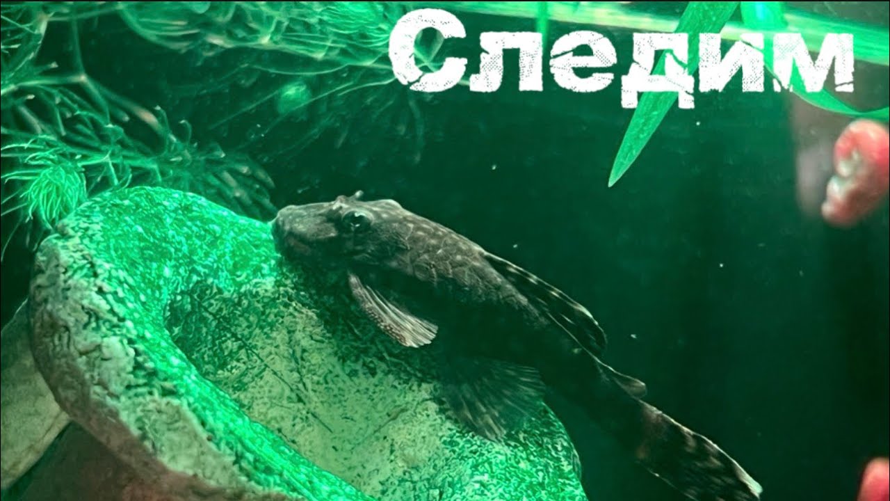 #аквариум #рыба 
