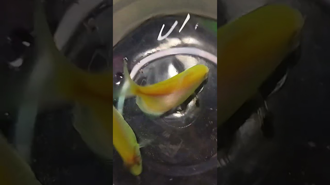 TRYING HARD TO BREED MY TETRA👏 FIRST ATTEMPT YEAR2024,,,