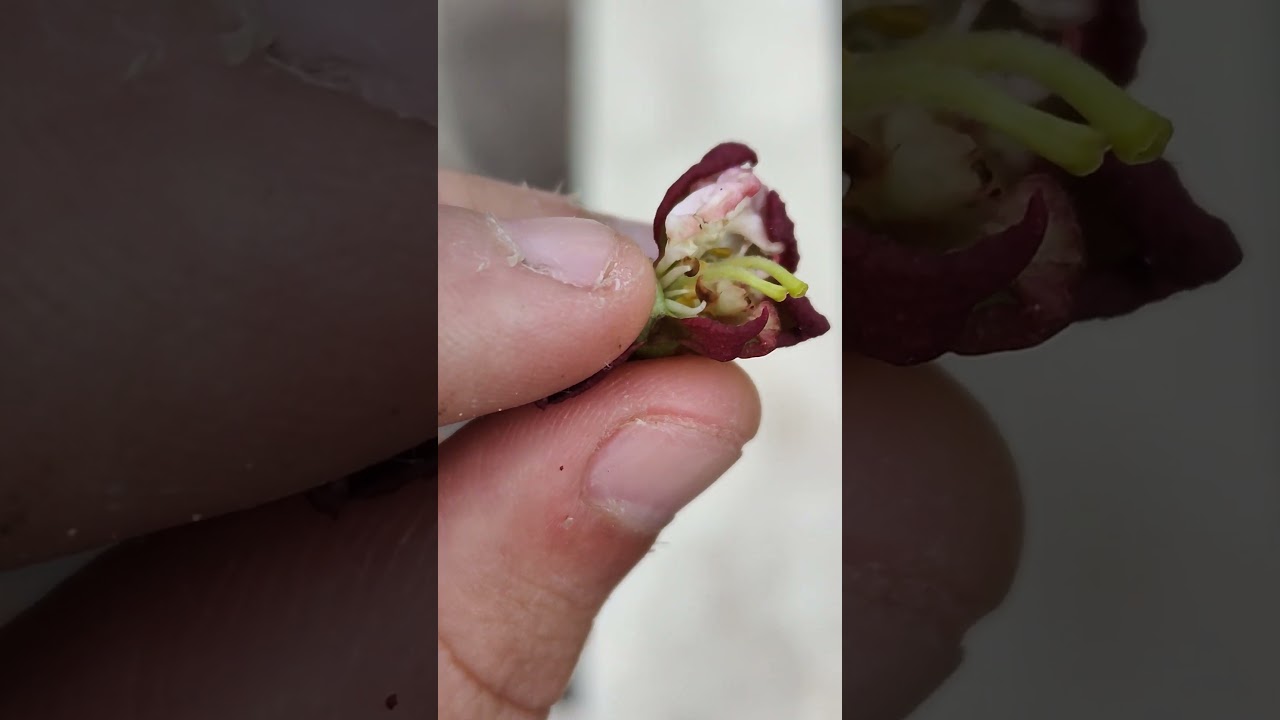 albicocco, fiore/germoglio malformato 🌸/🌱 020424