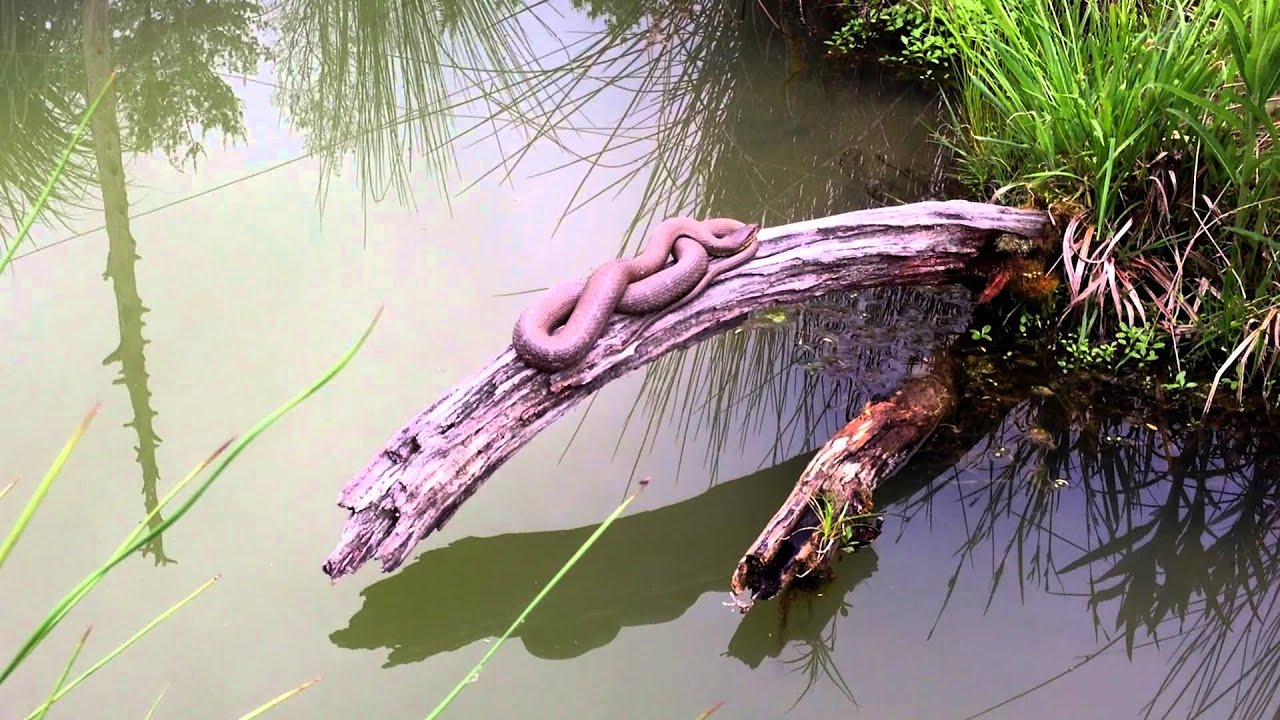 Water Snakes in our Goldfish Pond