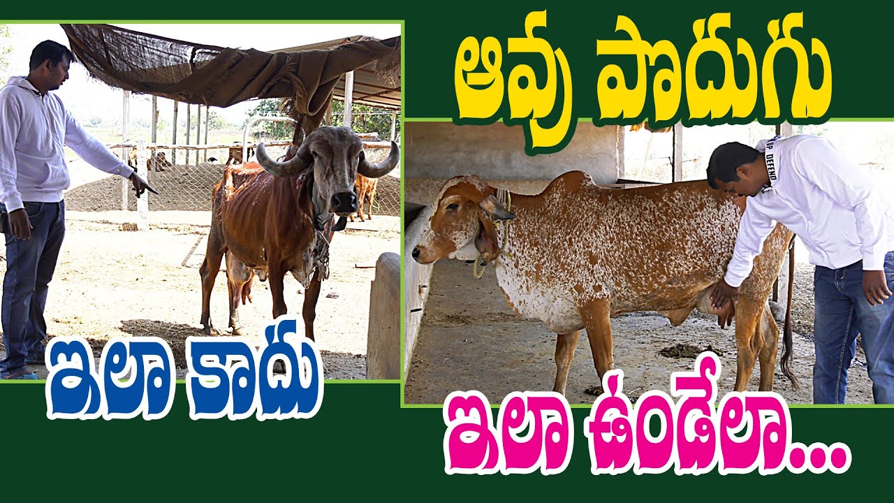 Developing Good Quality Deshi Cow || నాణ్యమైన దేశీ ఆవుల అభివృద్ధిలో || Anvesh Reddy