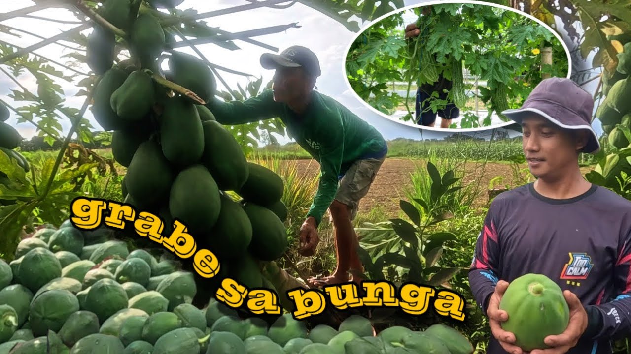 320 KILOS AGAD SA UNANG HARVEST