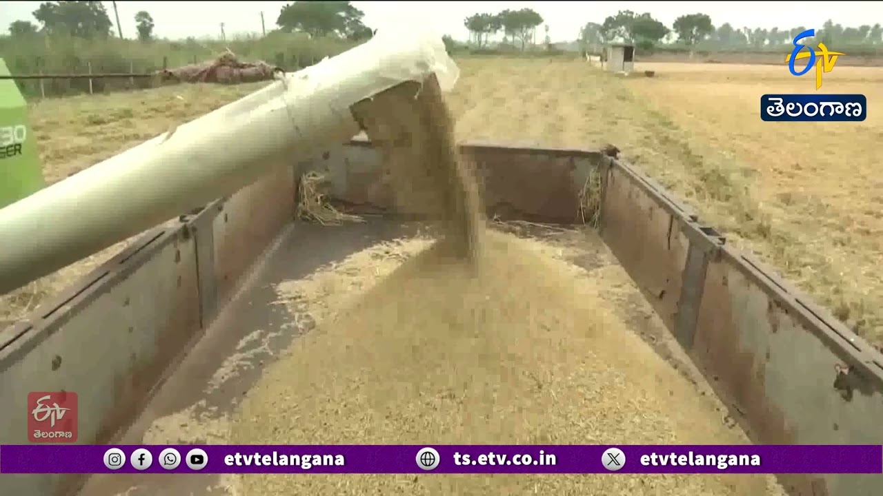 Govt to Begin Paddy Procurement in Two Weeks