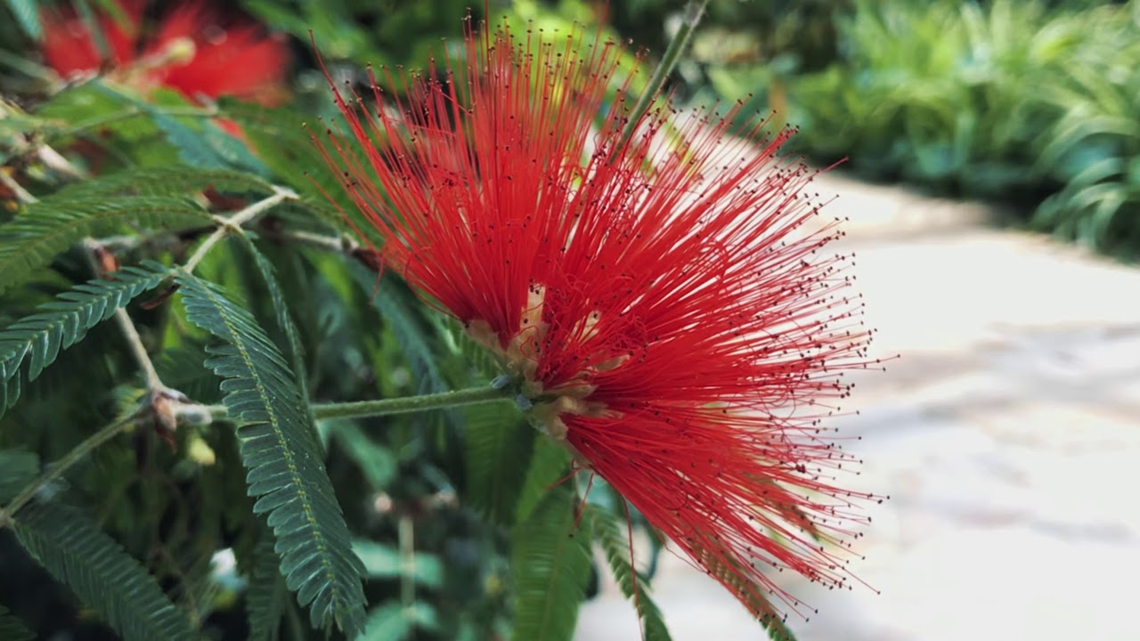 Bayan Botanical Garden, Kuwait