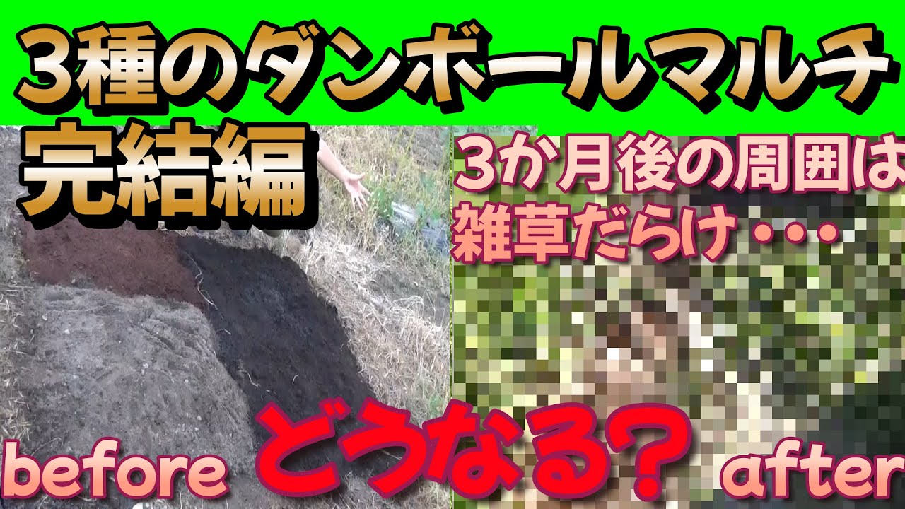 【雑草対策】段ボールマルチ効果の真実はいかに!?3か月経過後の様子は?雑草に打ち勝つ事はできたのか!?【家庭菜園】【ダンボールマルチ】【園芸】【農業】【雑草抑制】
