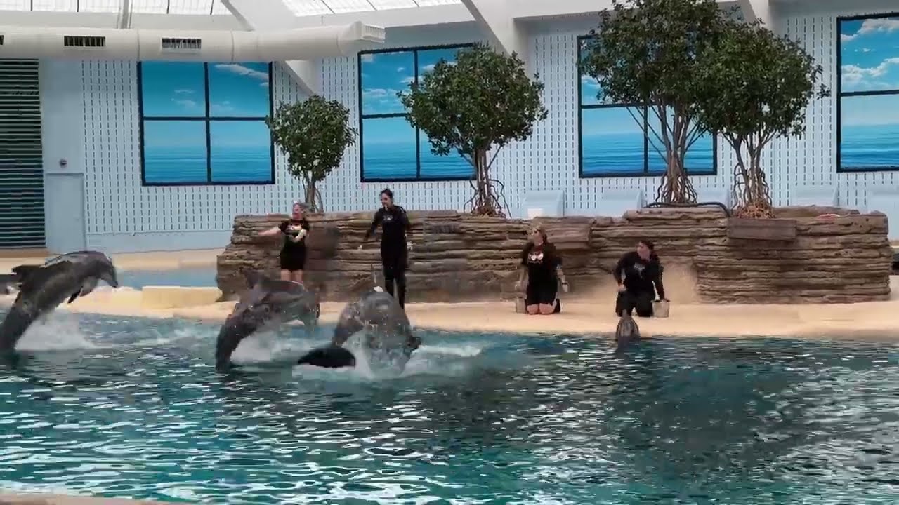 DOLPHIN SHOW IN BROOKFIELD ZOO
