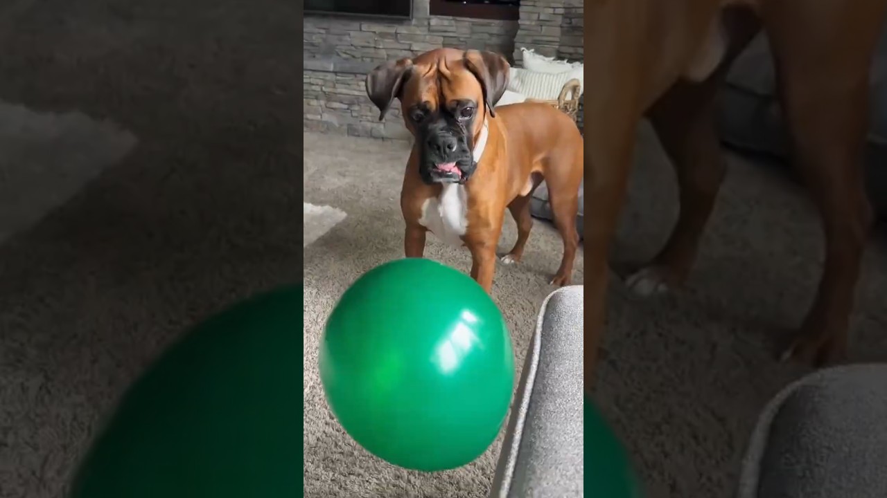 He Was Excited To See Something Strange 😂
