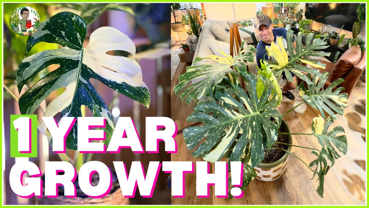 Monstera Thai Constellation GROWS FASTEST with THIS SECRET