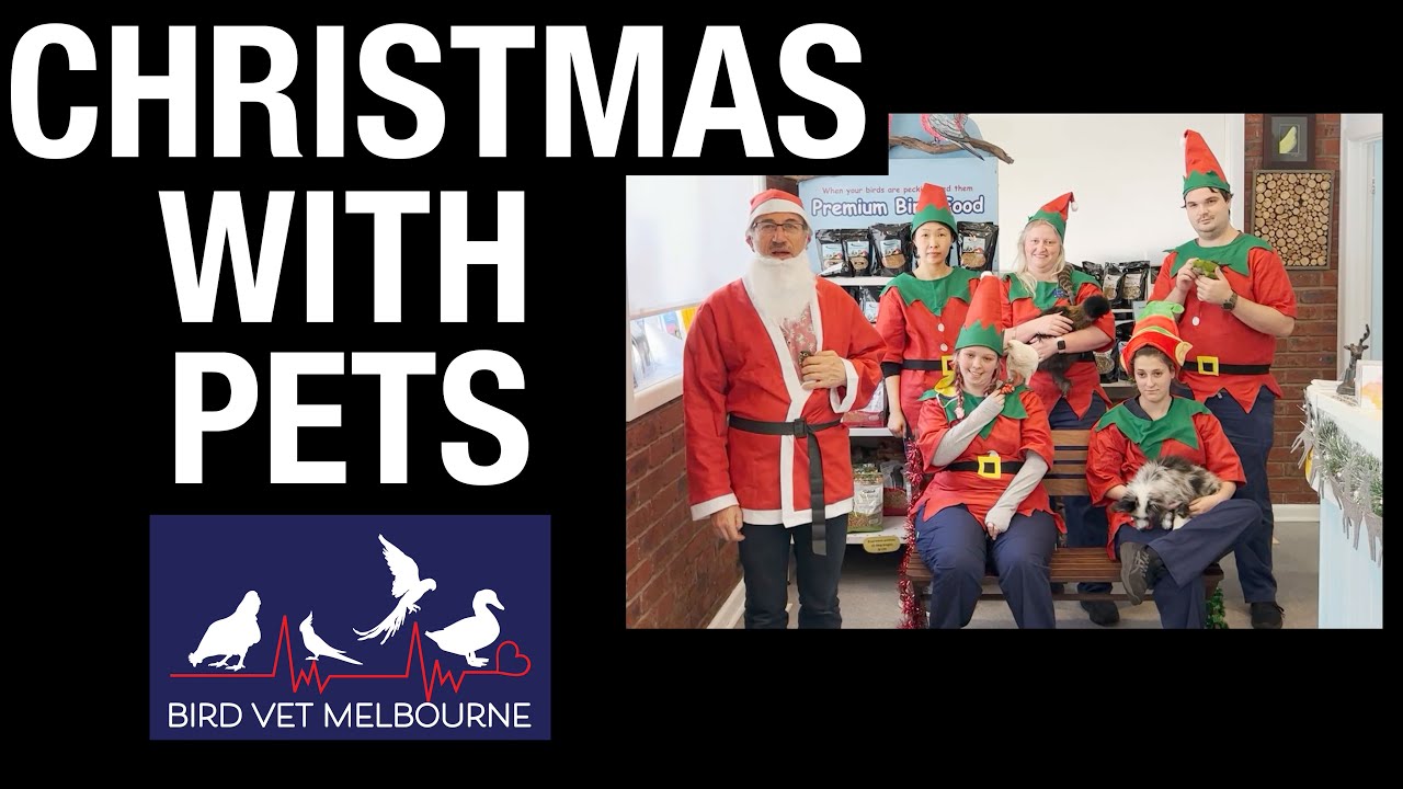 Burwood Bird & Animal Hospital staff discuss common dangers for pets during Christmas.