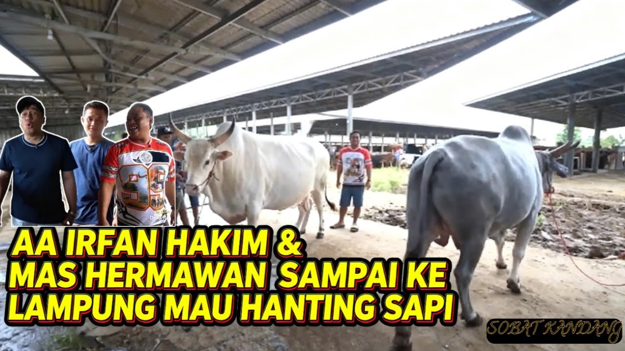 Aa Irfan Hakim Hanting Sapi Sampai Ke lampung