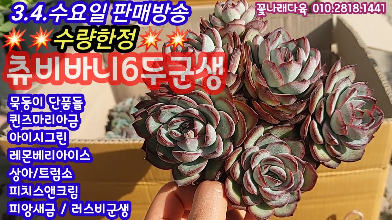 [3.4.다육이판매방송] 귀한 츄비바니군생입고💥레몬베리아이스, 피치스앤크림, 상아, 묵둥이 단품💕 꽃나래다육 010.2818.1441 #다육이 #다육식물 #succulent 