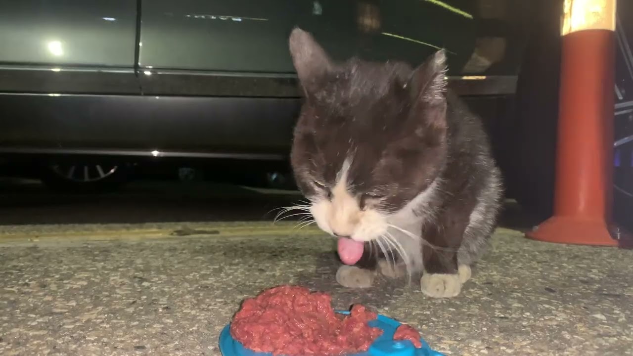 250428 다친 길고양이 아울이 참치캔급식#cat #cute #고양이 #animals