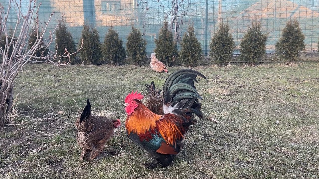 Hens-VLOGS :1251☀️