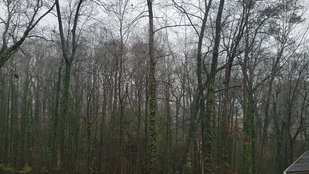 Feb 15,2026. Rain through  the trees. Soothing. Peaceful. Relaxing. Part 2